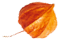 https://victoria-y-gilberto.click/wp-content/uploads/2020/12/small_leaf_05.png